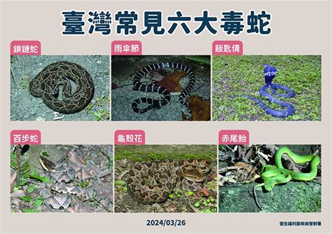 台灣最毒的蛇排名|清明掃墓勿「打草驚蛇」 台灣常見6大毒蛇圖解1次搞懂